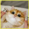 Gatitos💞4🇵🇪Clásica 11