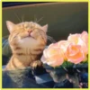 Gatitos💞4🇵🇪Clásica 12