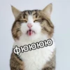 Catsuporolsya 9