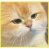Gatitos💞4🇵🇪Clásica 13
