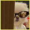 Perritos bonitos💞2🇵🇪Clásica 10
