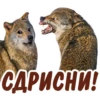 animalSmile 15