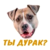 animalSmile 16