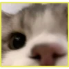 Gatitos💞4🇵🇪Clásica 14