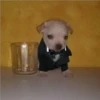 lo papu 9