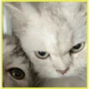 Gatitos💞4🇵🇪Clásica 15
