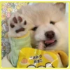Perritos bonitos💞2🇵🇪Clásica 11
