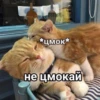 Catsuporolsya 10