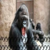 cringegorillas 9