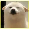 Perritos bonitos💞2🇵🇪Clásica 13