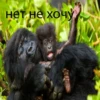 cringegorillas 10