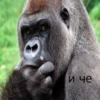 cringegorillas 12