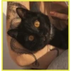 Gatitos💞4🇵🇪Clásica 16