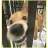 Perritos bonitos💞2🇵🇪Clásica 14