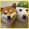 Perritos bonitos💞2🇵🇪Clásica 15