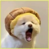 Perritos bonitos💞2🇵🇪Clásica 17