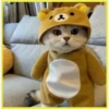 Gatitos💞4🇵🇪Clásica 17