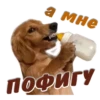 animalSmile 19
