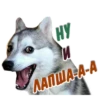 animalSmile 20