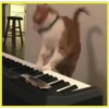 Gatitos💞4🇵🇪Clásica 18