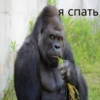 cringegorillas 15