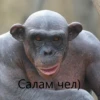 cringegorillas 16