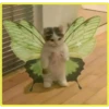 Gatitos💞4🇵🇪Clásica 20