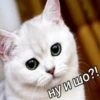 Catsuporolsya 14
