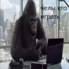 cringegorillas 17