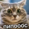 Catsuporolsya 17