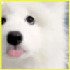 Perritos bonitos💞2🇵🇪Clásica 22