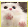 Gatitos💞4🇵🇪Clásica 21
