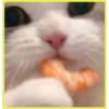 Gatitos💞4🇵🇪Clásica 22