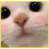 Gatitos💞4🇵🇪Clásica 23