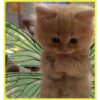 Gatitos💞4🇵🇪Clásica 24