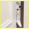 Gatitos💞4🇵🇪Clásica 25