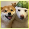 Perritos bonitos💞2🇵🇪Clásica 24