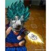 lo papu 20