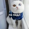 Catsuporolsya 20