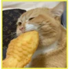 Gatitos💞4🇵🇪Clásica 26
