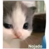 lo papu 25