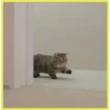 Gatitos💞4🇵🇪Clásica 27