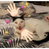 ✨❤️💖Nya 2!✨❤️💖 29