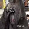 cringegorillas 20