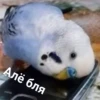 Catsuporolsya 21