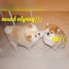 Catsuporolsya 22