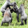cringegorillas 21