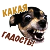 animalSmile 27