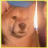 Perritos bonitos💞2🇵🇪Clásica 28