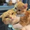 Catsuporolsya 25